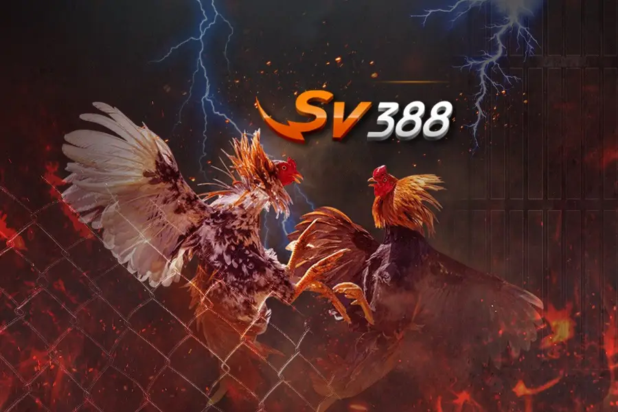 Đá gà Sv388